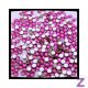 Zodiac - Fuchsia - ss5