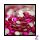 Zodiac - Deep pink - ss5