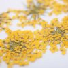 MollyLac - Szárított virág - Sárga (5 darab)