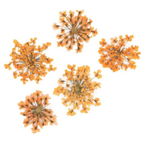 MollyLac - Szárított virág - Narancs (5 darab)