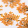 MollyLac - Szárított virág - Narancs (5 darab)