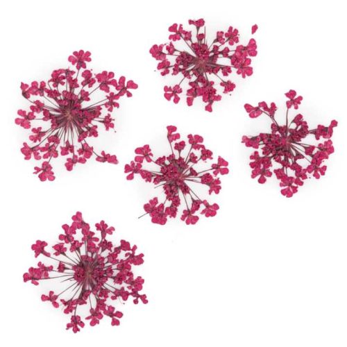 MollyLac - Szárított virág - Fuchsia (5 darab)