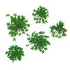 MollyLac - Szárított virág - Zöld (5 darab)