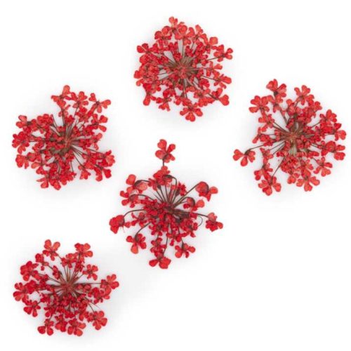 MollyLac - Szárított virág - Piros (5 darab)