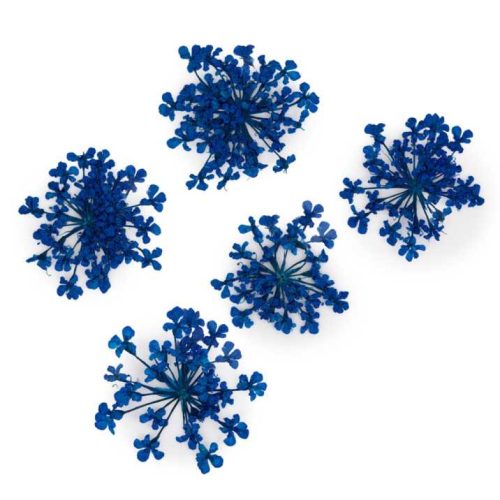 MollyLac - Szárított virág - Royal Blue (5 darab)