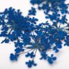MollyLac - Szárított virág - Royal Blue (5 darab)